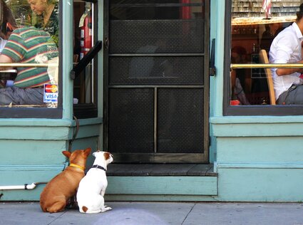 quels-restaurants-acceptent-les-animaux-en-belgique